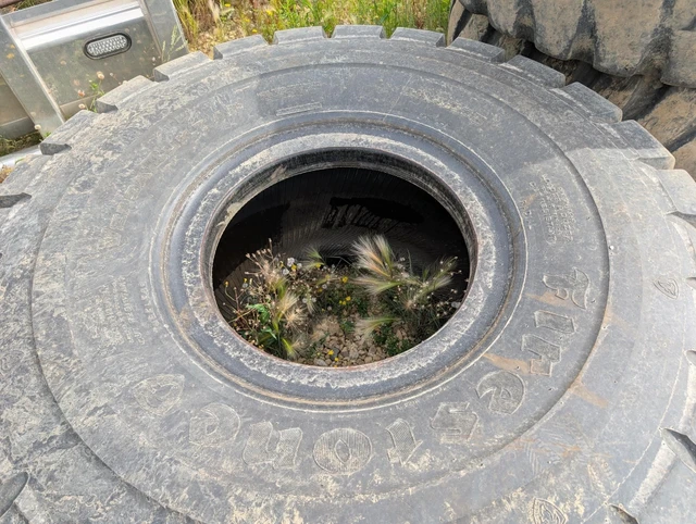FIRESTONE, 1 mth, dovoz Kanada — foto 2 z 2