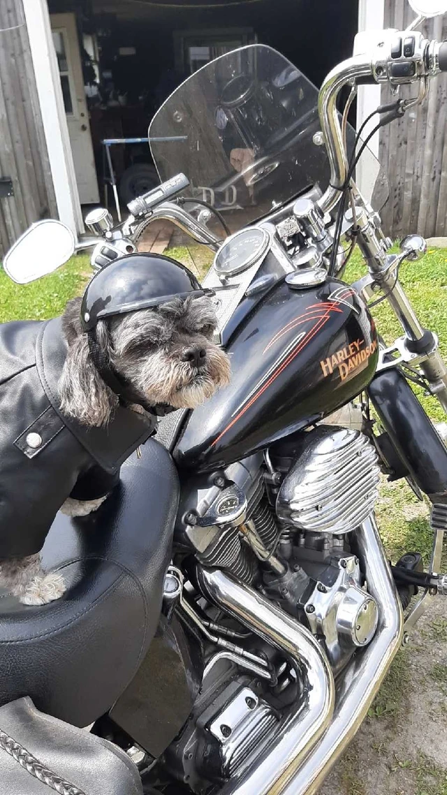 2004 Harley-Davidson, 70 km, dovoz Kanada — foto 2 z 5