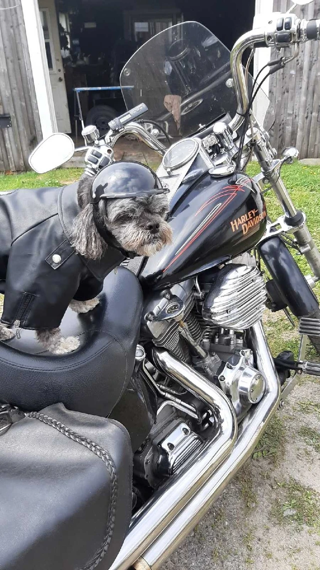 2004 Harley-Davidson, 70 km, dovoz Kanada — foto 5 z 5