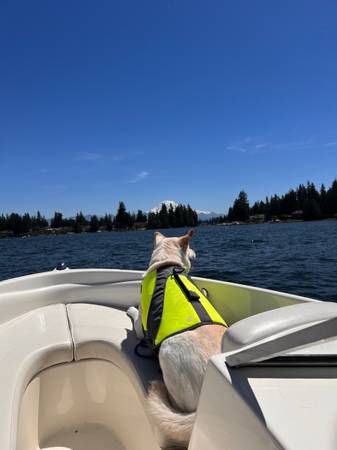 Bayliner, dovoz USA — foto 6 z 6